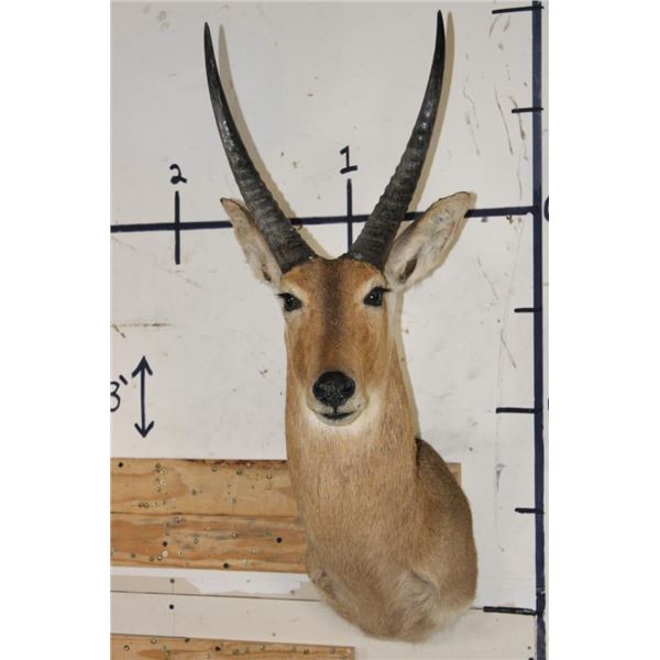 XL REEDBUCK Shoulder Mount