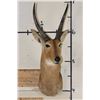 Image 2 : XL REEDBUCK Shoulder Mount