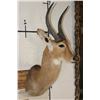 Image 3 : XL REEDBUCK Shoulder Mount