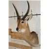 Image 4 : XL REEDBUCK Shoulder Mount