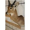 Image 5 : XL REEDBUCK Shoulder Mount