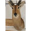 Image 6 : XL REEDBUCK Shoulder Mount