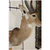 Image 7 : XL REEDBUCK Shoulder Mount