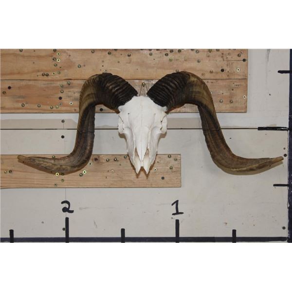 CORSICAN Sheep Skull with All its Teeth