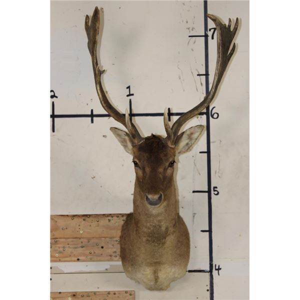 CHOCOLATE FALLOW DEER Shoulder Mount