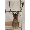 Image 1 : CHOCOLATE FALLOW DEER Shoulder Mount