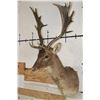 Image 2 : CHOCOLATE FALLOW DEER Shoulder Mount