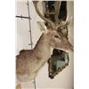 Image 4 : CHOCOLATE FALLOW DEER Shoulder Mount