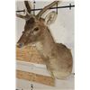 Image 6 : CHOCOLATE FALLOW DEER Shoulder Mount