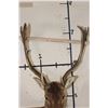 Image 8 : CHOCOLATE FALLOW DEER Shoulder Mount