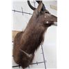 Image 11 : NYALA Shoulder Mount