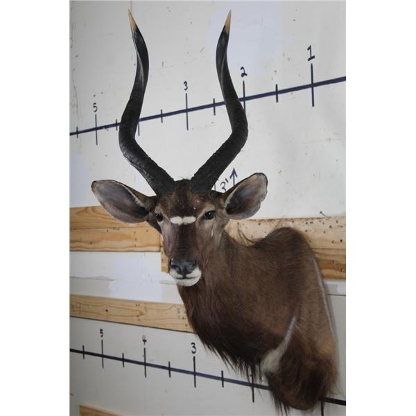 NYALA Shoulder Mount