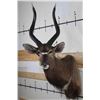 Image 1 : NYALA Shoulder Mount