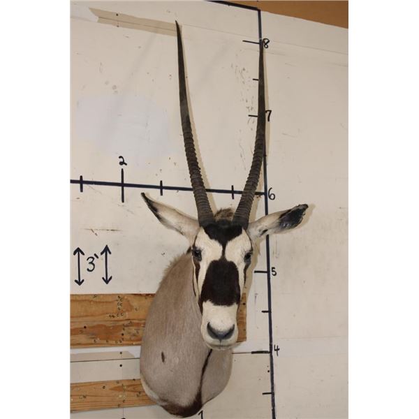 Big GEMSBOK Shoulder Mount