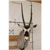 Image 1 : Big GEMSBOK Shoulder Mount