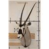 Image 2 : Big GEMSBOK Shoulder Mount