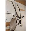 Image 4 : Big GEMSBOK Shoulder Mount