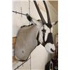 Image 5 : Big GEMSBOK Shoulder Mount