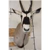 Image 6 : Big GEMSBOK Shoulder Mount