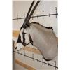 Image 7 : Big GEMSBOK Shoulder Mount