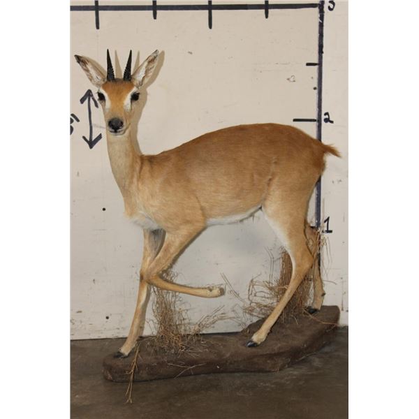 Life-sized ORIBI on a simulated Rock Base