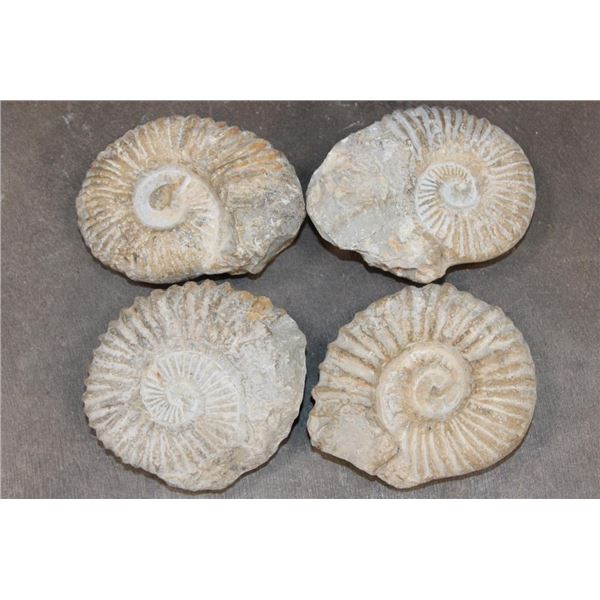 (4) AMMONITE FOSSIL Specimens from Morocco (ONE$)