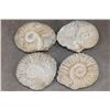 Image 1 : (4) AMMONITE FOSSIL Specimens from Morocco (ONE$)