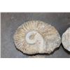 Image 3 : (4) AMMONITE FOSSIL Specimens from Morocco (ONE$)