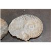 Image 4 : (4) AMMONITE FOSSIL Specimens from Morocco (ONE$)