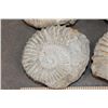 Image 5 : (4) AMMONITE FOSSIL Specimens from Morocco (ONE$)