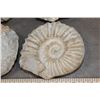 Image 6 : (4) AMMONITE FOSSIL Specimens from Morocco (ONE$)