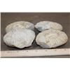 Image 7 : (4) AMMONITE FOSSIL Specimens from Morocco (ONE$)