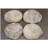 Image 8 : (4) AMMONITE FOSSIL Specimens from Morocco (ONE$)