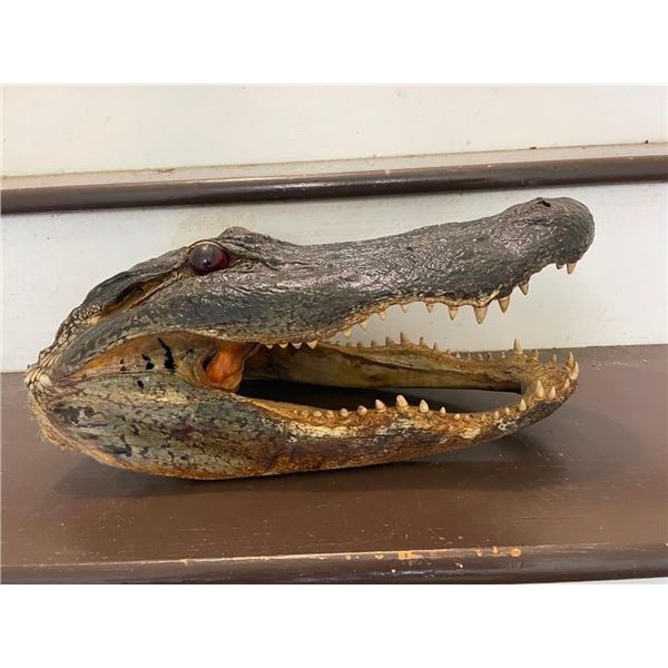 Large ALLIGATOR Head with All its Teeth and Glass Eyes