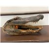 Image 1 : Large ALLIGATOR Head with All its Teeth and Glass Eyes