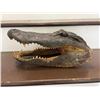 Image 2 : Large ALLIGATOR Head with All its Teeth and Glass Eyes