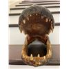 Image 3 : Large ALLIGATOR Head with All its Teeth and Glass Eyes