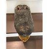 Image 4 : Large ALLIGATOR Head with All its Teeth and Glass Eyes