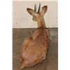 Image 11 : Life-sized Laying STEENBOK