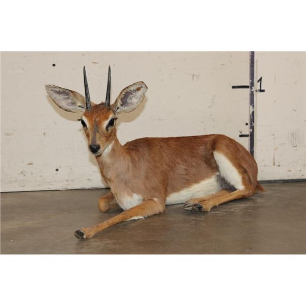 Life-sized Laying STEENBOK