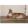 Image 2 : Life-sized Laying STEENBOK