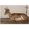 Image 3 : Life-sized Laying STEENBOK