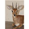 Image 5 : Life-sized Laying STEENBOK