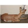Image 8 : Life-sized Laying STEENBOK