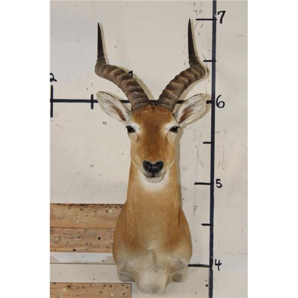 Big UGANDAN KOB Shoulder Mount