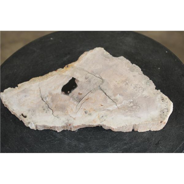 Polished PETRIFIED FOSSILIZED WOOD Slice from Indonesia