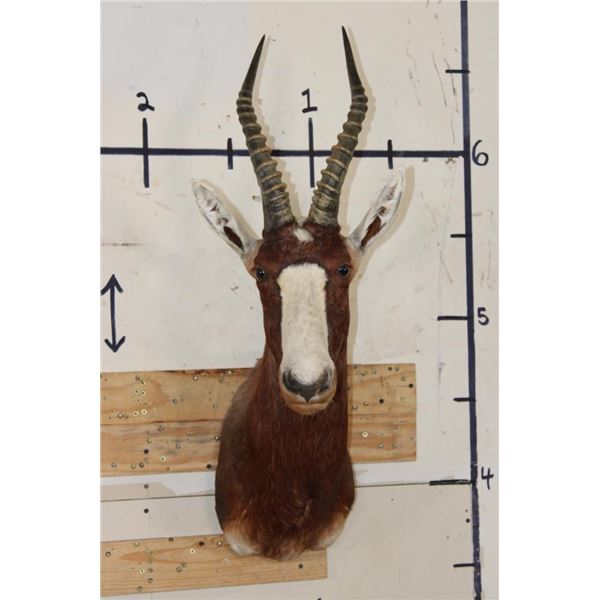 BLESBOK Shoulder Mount