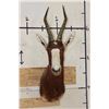 Image 1 : BLESBOK Shoulder Mount