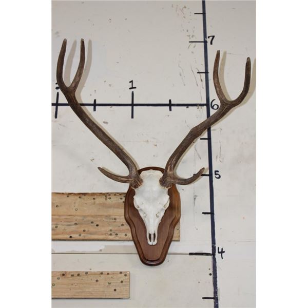 AXIS DEER Skull on a Wooden Plaque
