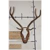 Image 1 : AXIS DEER Skull on a Wooden Plaque